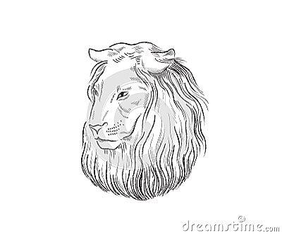 Lion proud, face in profile, looking into the distance, sketch, vector, black-and-white drawing Vector Illustration