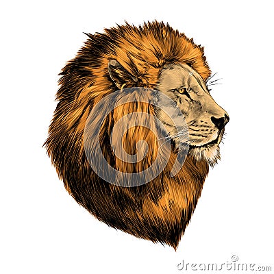 Lion proud, face in profile Vector Illustration