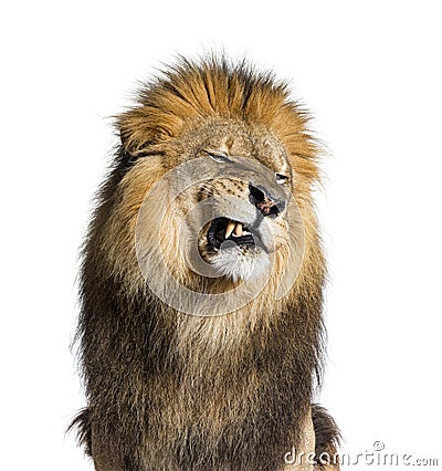 Lion pulling a face, looking at the camera and showing its teeth Stock Photo