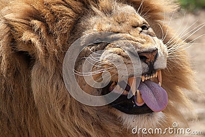 Lion pulling a face. Top predator taunts. Funny animal meme image. Stock Photo