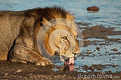 Lion quenches thirst from the banks of the River Stock Photo