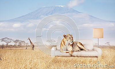 Lion rest on sofa and Kilimanjaro mountain behind Stock Photo