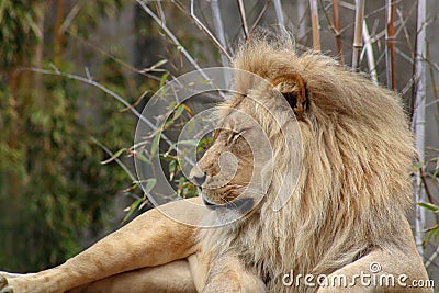 Lion at rest at a zoo in California Stock Photo