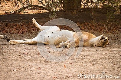 Lion resting Stock Photo