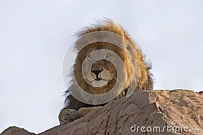 Lion resting Stock Photo