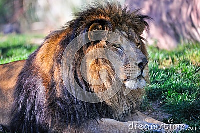 Lion resting Stock Photo