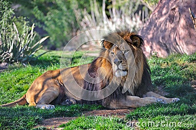 Lion resting Stock Photo