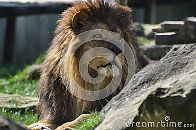 Lion resting on the grass Stock Photo