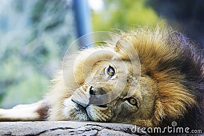 Lion Resting Head on Rock Stock Photo