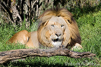 Lion Stock Photo