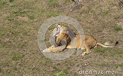 Lion resting lying on the grass Stock Photo