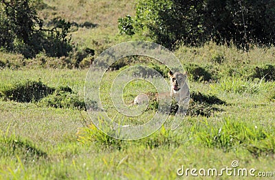 A lion resting in the vast Savannah grassland Stock Photo