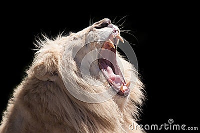 Lion roar Stock Photo