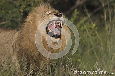 Lion roaring Stock Photo