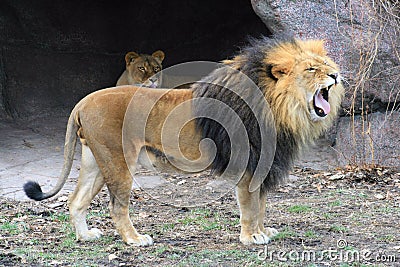 Lion Roaring Stock Photo
