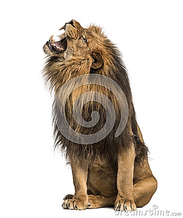 Lion roaring, sitting, Panthera Leo, 10 years old Stock Photo