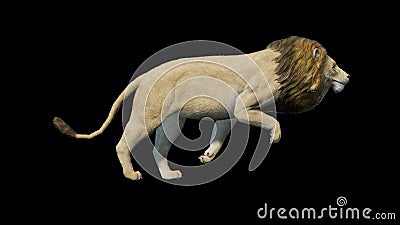 Lion Running Loop Animation on Transparent Background 4k Ultra HD Stock Footage - Video of beautiful, portrait: 234312112 Lion Running Loop Animation on Transparent Background 4k Ultra HD Stock Footage - Video of beautiful, portrait: 234312112