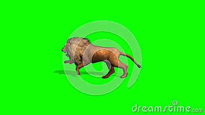 Lion Runs on Green Screen - Sideview Stock Footage - Video of lion, animal:  106361516