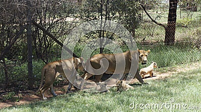 Lion`s family with cubs are walking, South Africa Stock Photo