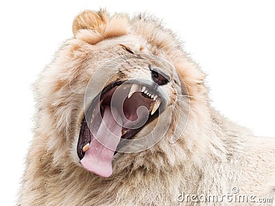 Lion`s fury Stock Photo