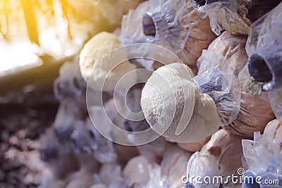 Lion`s mane mushroom growing in mushroom farms. Stock Photo