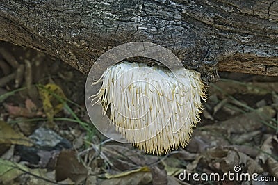 Lion's mane mushroom (Hericium erinaceus) Stock Photo