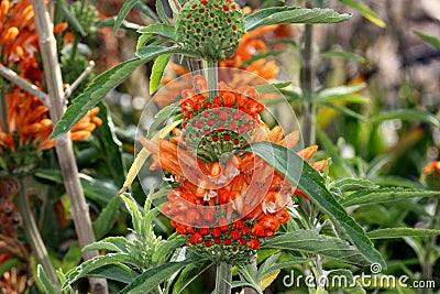 Lion`s tail, Wild dagga, Leonotis leonurus Stock Photo