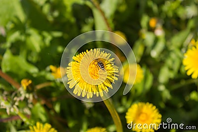 A lionÂ´s tooth with a working honeybee Stock Photo