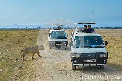 Lion safari in Amboseli National Park, Kenya Editorial Stock Photo