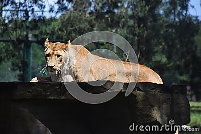 Lion at Safari Park, in Netherlands. Editorial Stock Photo