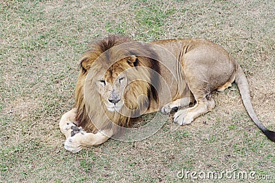 Lion, Safari Park Taigan, Crimea. Stock Photo