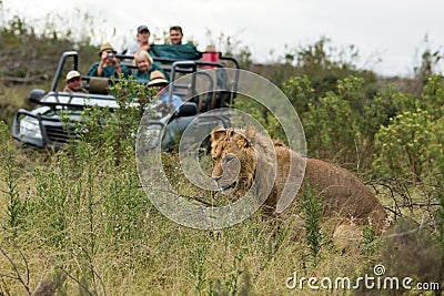 Lion savanna africa Editorial Stock Photo