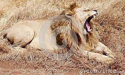 Lion in savanna Stock Photo