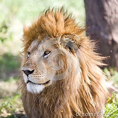 Lion in the Serengeti Stock Photo