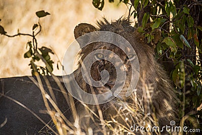 Chobe Lion Stock Photo