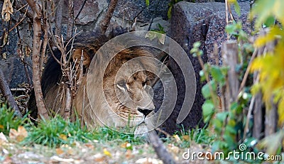 The lion sits in the thicket looking out for prey Stock Photo