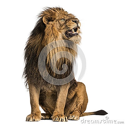 Lion sitting, roaring, Panthera Leo, 10 years old, isolated on w Stock Photo