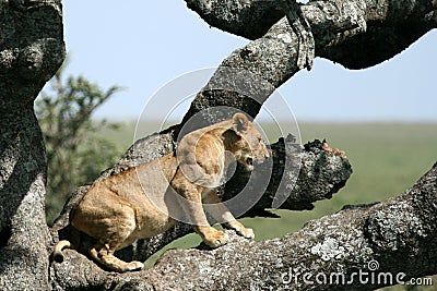 Lion sitting in Tree - Serengeti, Africa Stock Photo