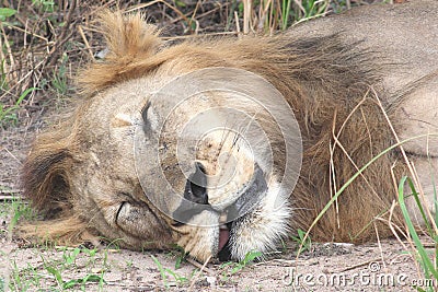 Lion Sleeping Stock Photo