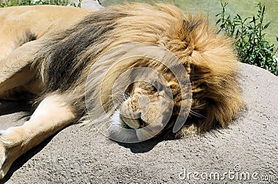 Lion sleeping Stock Photo