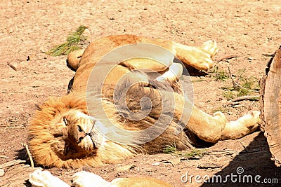 Lion sleeping in the heat of the day Stock Photo