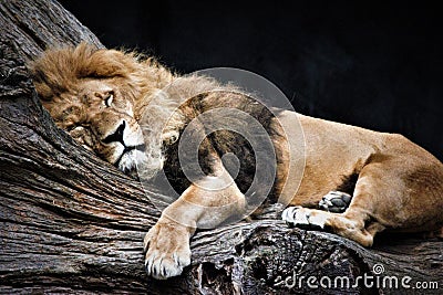 Lion sleeping peacefully on a tree Stock Photo