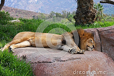 Lion sleeping on a rock Stock Photo