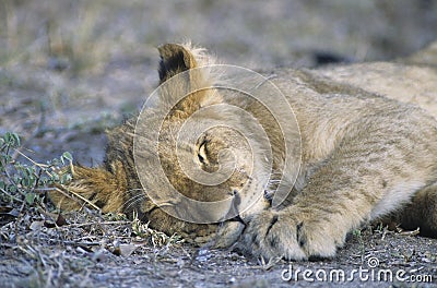 Lion sleeping on savannah close-up Stock Photo