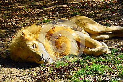 Lion sleeping in the sun, at the zoo Stock Photo