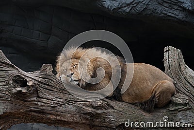 Lion sleeping on a tree trunk Stock Photo