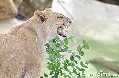 Lion smell Stock Photo