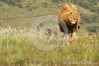 Lion, South Africa Stock Photo