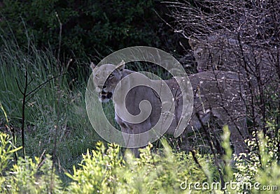 Lion in South Africa Stock Photo