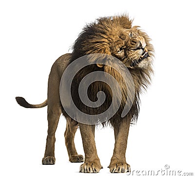 Lion standing, roaring, Panthera Leo, 10 years old, isolated on Stock Photo